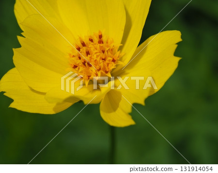 黃色波斯菊黃色花 131914054