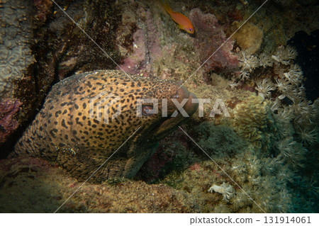 Giant Moray Eel, or Gymnothorax javanicus, . Scuba diving and underwater photography 131914061