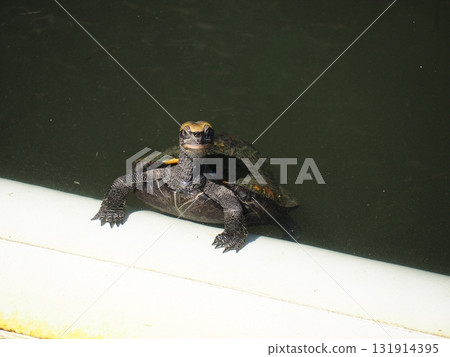 烏龜在公園池塘游泳 131914395