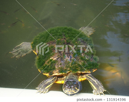 烏龜在公園池塘游泳 131914396
