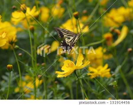 一隻燕尾蝶在濱離宮恩賜庭園盛開的黃色波斯菊中飛舞 131914456
