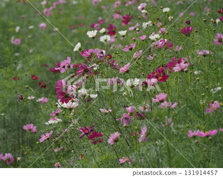 濱離宮恩賜庭園盛開的大波斯菊 131914457