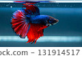 Close-up of a beautiful betta fish with blue and red fins 1 131914517
