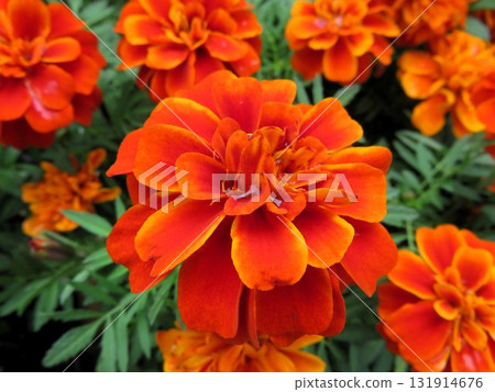 Marigold Fireball Marigold Fireball 131914676