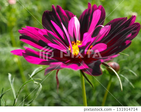 Cosmos flowers blooming in Hamarikyu Gardens 131914714