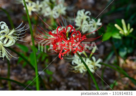 Cluster amaryllis 131914831