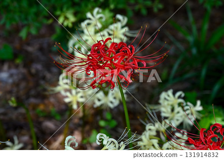 Cluster amaryllis 131914832