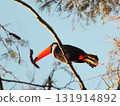 巨嘴鳥棲息在樹枝上 131914892