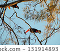 巨嘴鳥棲息在樹上 131914893