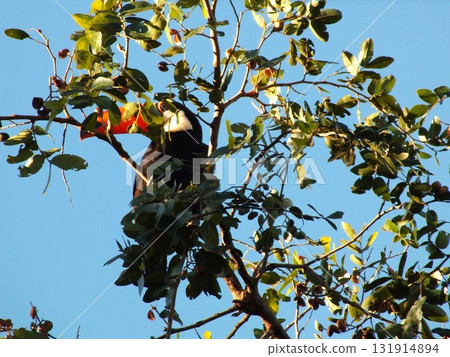 Hidden Toucan Hidden Toucan 131914894