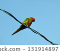 一隻鸚鵡棲息在電線上 131914897