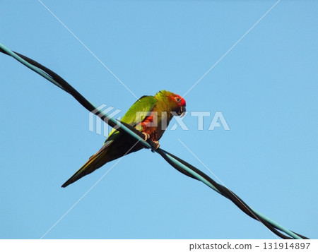 一隻鸚鵡棲息在電線上 131914897