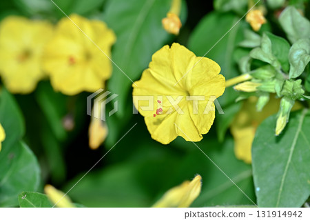 Yellow Oshiribana Yellow Oshiribana 131914942