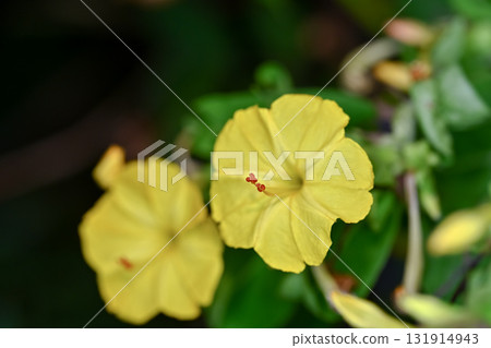 Yellow Oshiribana Yellow Oshiribana 131914943