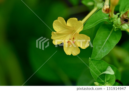 Yellow Oshiribana Yellow Oshiribana 131914947