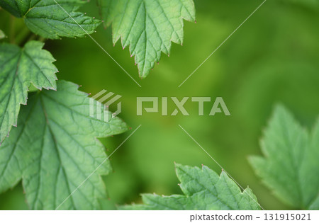 Natural frame with green leaves on soft background Natural frame with green leaves on soft background 131915021
