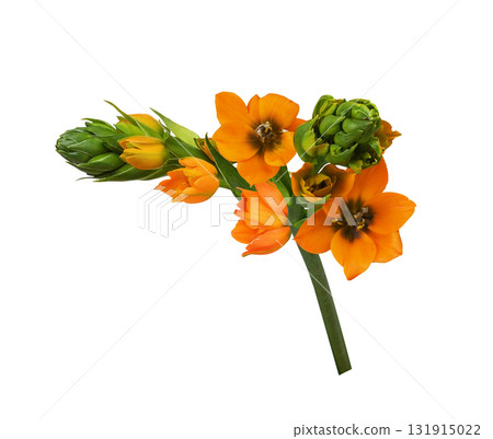 Small beautiful sprig of Orange ornithogalum flowers and buds isolated on white background Small beautiful sprig of Orange ornithogalum flowers and buds isolated on white background 131915022
