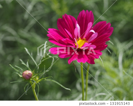 濱離宮恩賜庭園盛開的大波斯菊 濱離宮恩賜庭園盛開的大波斯菊 131915143