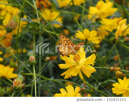 A swallowtail butterfly sucking nectar from a yellow cosmos blooming in Hamarikyu Gardens 131915151