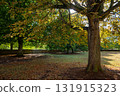 Early autumn scene in a park in Salisbury, Wiltshire, UK. Trees with fallen leaves on the ground. 131915323