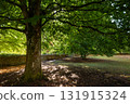 Early autumn scene in a park in Salisbury, Wiltshire, UK. Trees with fallen leaves on the ground. 131915324