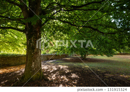 Early autumn scene in a park in Salisbury, Wiltshire, UK. Trees with fallen leaves on the ground. Early autumn scene in a park in Salisbury, Wiltshire, UK. Trees with fallen leaves on the ground. 131915324