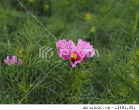 Cosmos flowers blooming in Hamarikyu Gardens 131915392