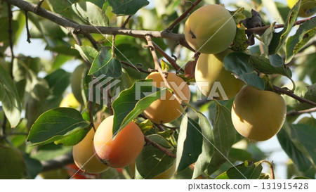 Persimmons Tree Ripening: Unripe fruits hang on a branch among green leaves, maturing in sunlight during autumn. Persimmons Tree Ripening: Unripe fruits hang on a branch among green leaves, maturing in sunlight during autumn. 131915428