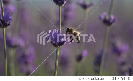Bee Lavender Pollination: Honeybee collects nectar from purple bloom in a vast field, aiding reproduction. Bee Lavender Pollination: Honeybee collects nectar from purple bloom in a vast field, aiding reproduction. 131915468