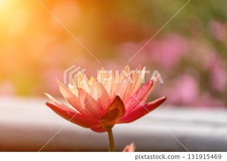 Pink lotus water lily flower in pond, waterlily with green leaves blooming Pink lotus water lily flower in pond, waterlily with green leaves blooming 131915469