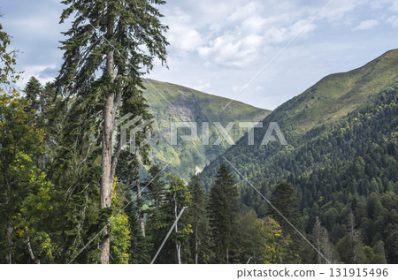 Lush Mountain Forest with Conifer Trees under Cloudy Sky Lush Mountain Forest with Conifer Trees under Cloudy Sky 131915496
