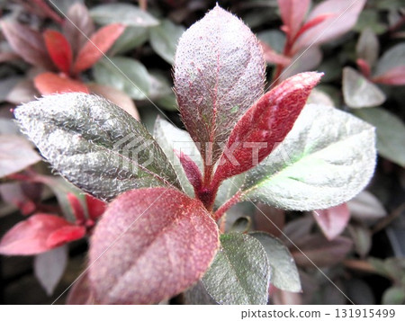 紅葉杜鵑 Copperever 131915499