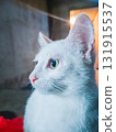 close up portrait of a cat 131915537