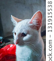 cat at home 131915538