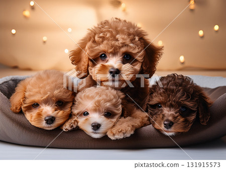 Cute parent and child toy poodles 131915573