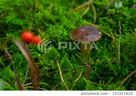 A single bay bolete mushroom 131915620