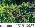 Stump of felled tree 131915687