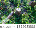 Stump of felled tree 131915688