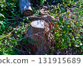 Stump of felled tree 131915689