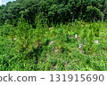 Afforestation 131915690