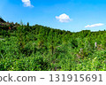 Tree-planted mountain 131915691
