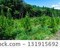 Afforestation 131915692