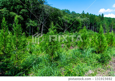 Afforestation 131915692