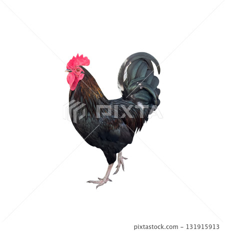 Black rooster isolated on transparent background 131915913