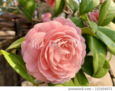 一朵盛開的粉紅色山茶花的特寫（愛知縣岡崎市岡崎城公園） 131916071