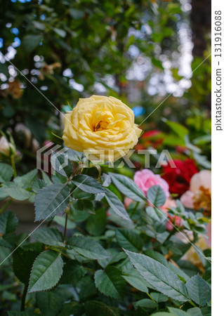 Yellow rose garden flower fresh bloom soft petals green leaves natural light close up spring season romantic mood vibrant color Yellow rose garden flower fresh bloom soft petals green leaves natural light close up spring season romantic mood vibrant color 131916088