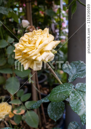 Yellow rose garden bloom petal stem leaf dew natural floral spring Yellow rose garden bloom petal stem leaf dew natural floral spring 131916089