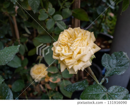 Yellow rose garden bloom soft petals dewdrop natural light closeup floral thorn stem Yellow rose garden bloom soft petals dewdrop natural light closeup floral thorn stem 131916090