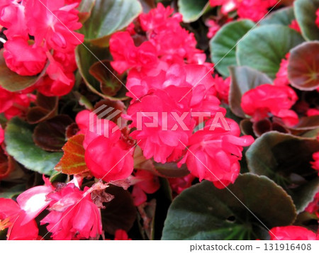 Begonia Begonia 131916408