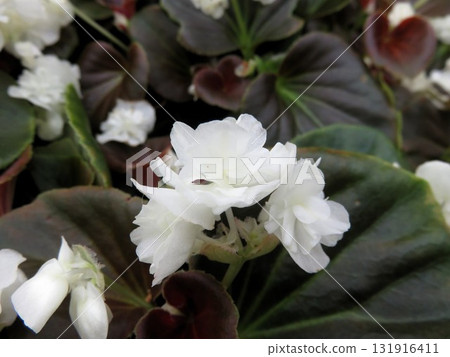 Begonia Begonia 131916411